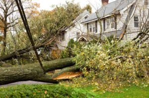 Tree on a power line from a storm