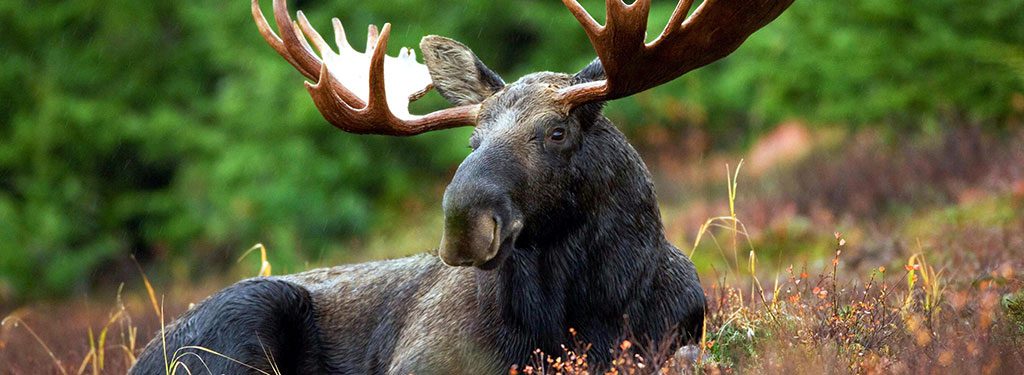 Moose lying down in the wilderness